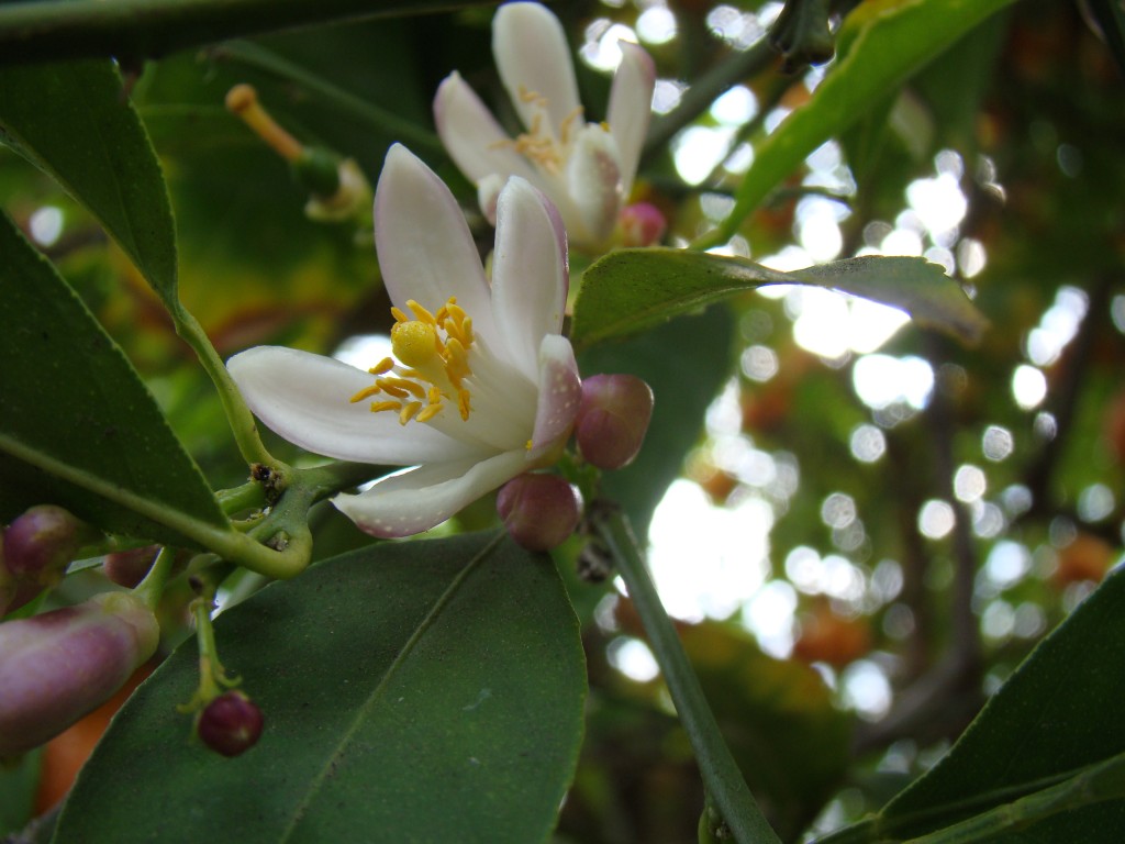Citrus Limonia - Rangpur Lime Blossom