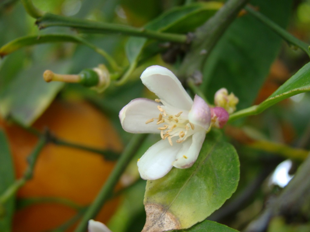 Citrus Limonia - Rangpur Lime Blossom