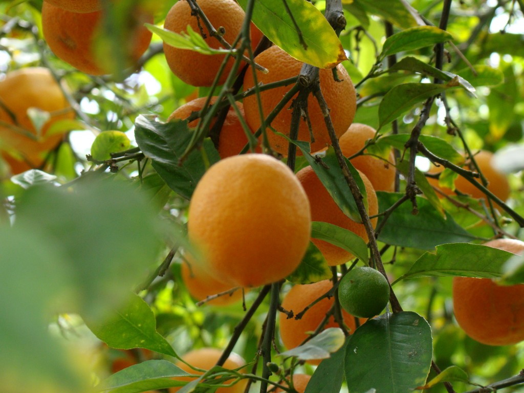 Citrus Limonia - Rangpur Lime Fruit