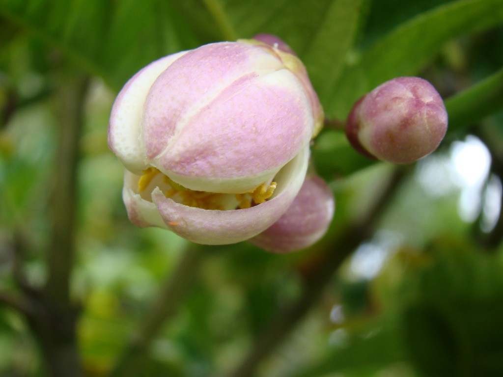 Citrus Medica Buddha's Hand Rutaceae Blossoms