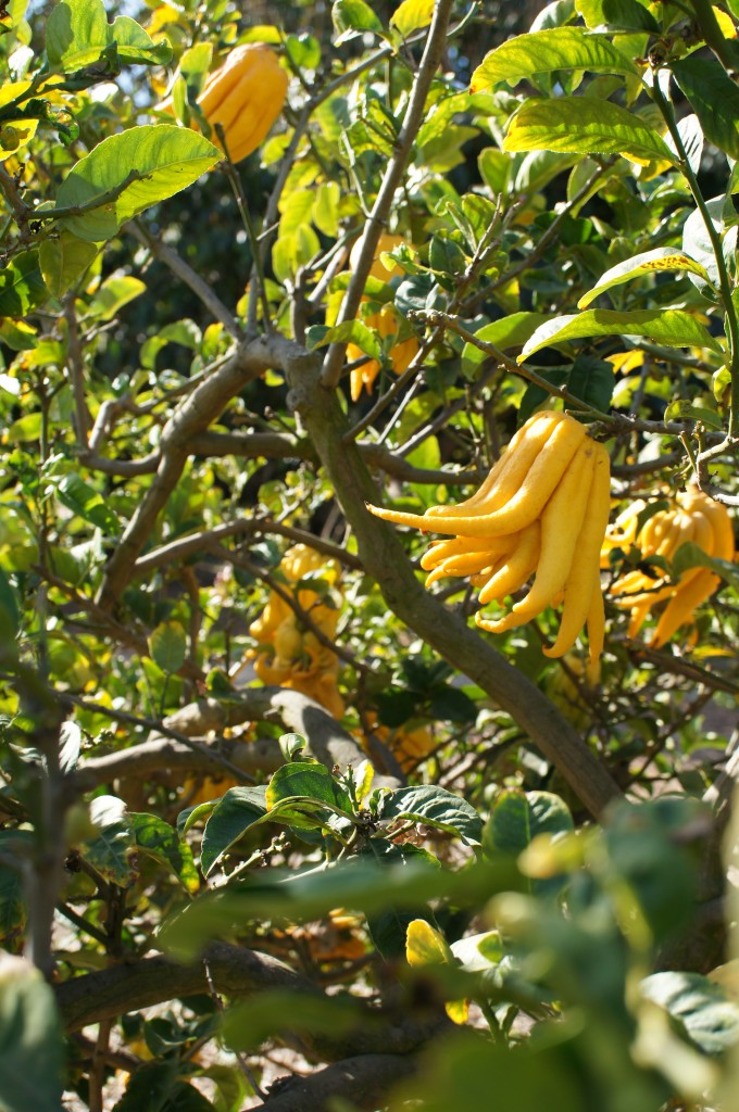 Citrus Medica Buddha's Hand Rutaceae Fruit 