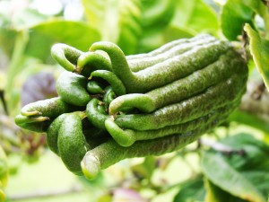 Citrus Medica Buddha's Hand Rutaceae Fruit