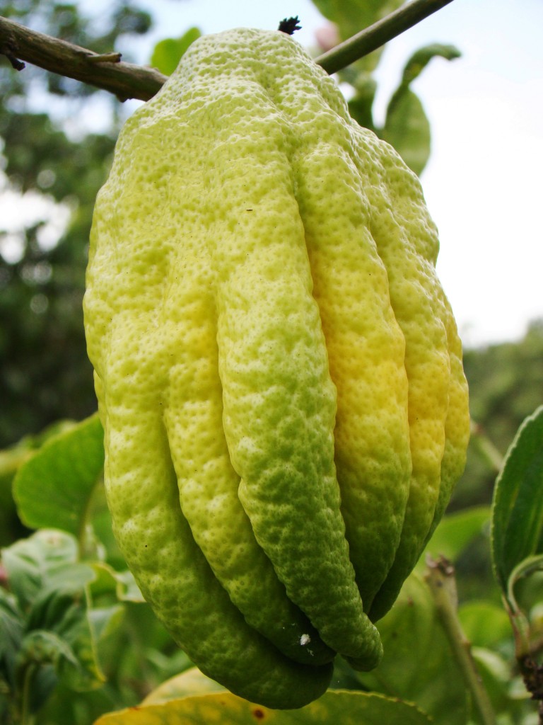 Citrus Medica Buddha's Hand Rutaceae Fruit 