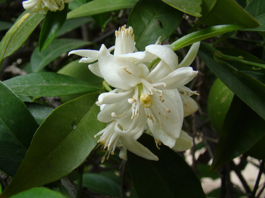 Citrus Sinensis - Navel Orange - Robertson Rutaceae