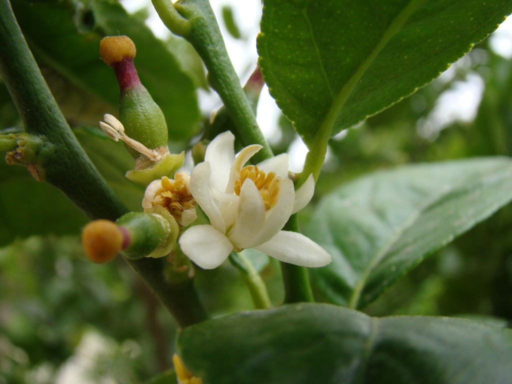 Citrus Sinensis - Navel Orange - Robertson Rutaceae