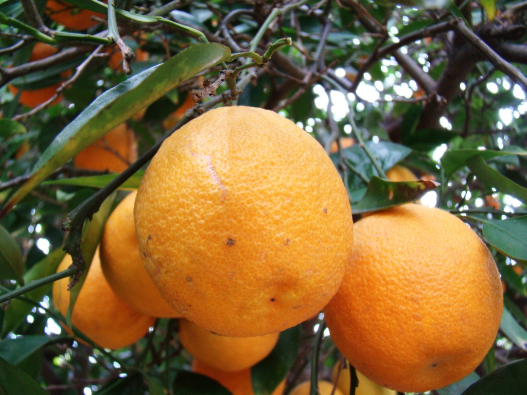 Citrus Sinensis - Valencia Orange