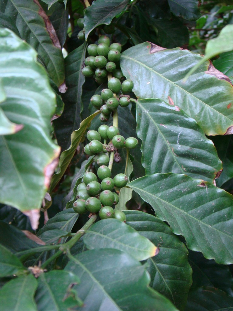 Coffea Arabica - Coffee Plant