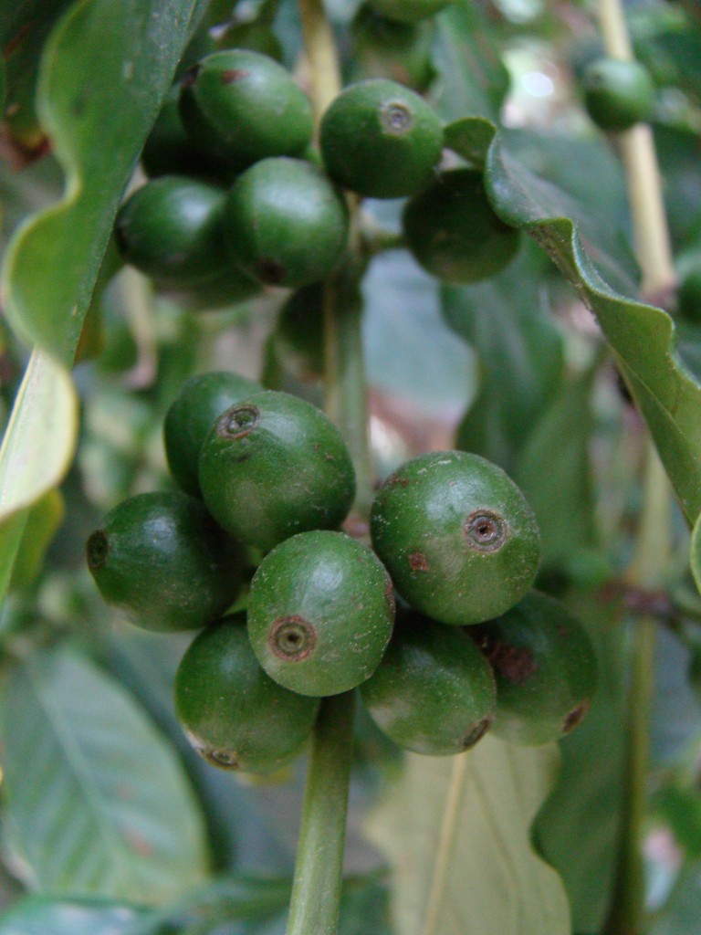 Coffea Arabica - Coffee Plant