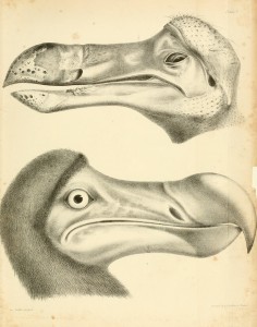 Dodo Bird Antique Print circa 1848