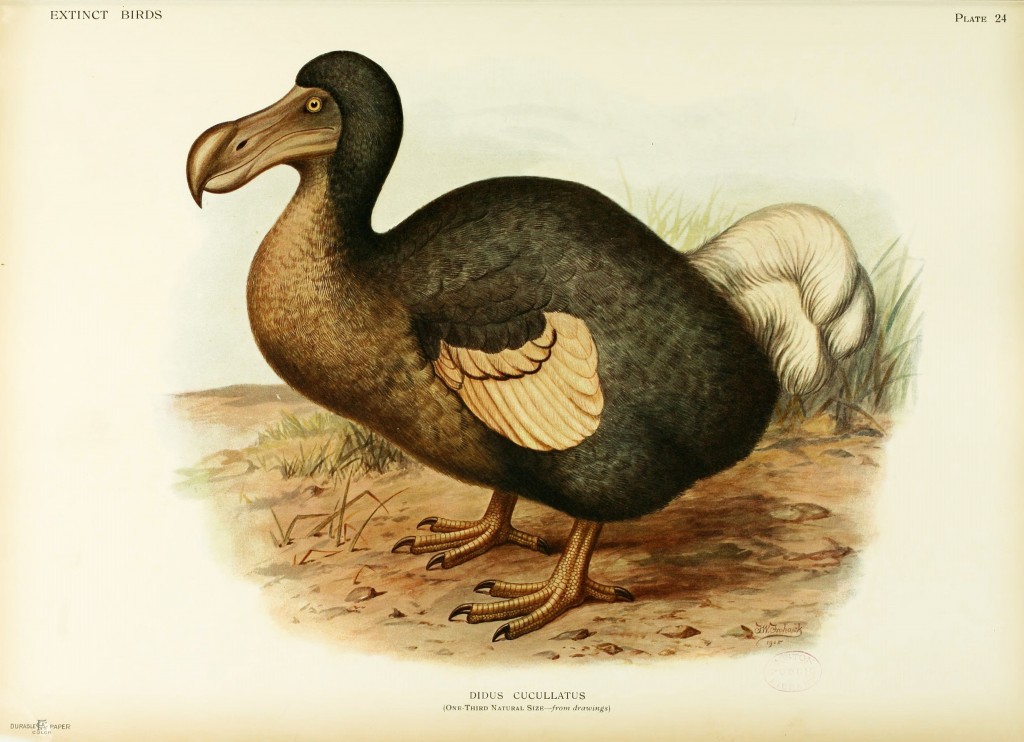 Extinct Dodo Bird - Image circa 1907