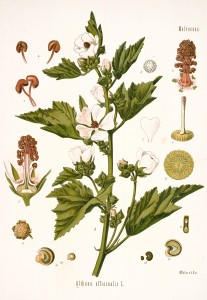 Marshmallow Plant Botanical Illustration