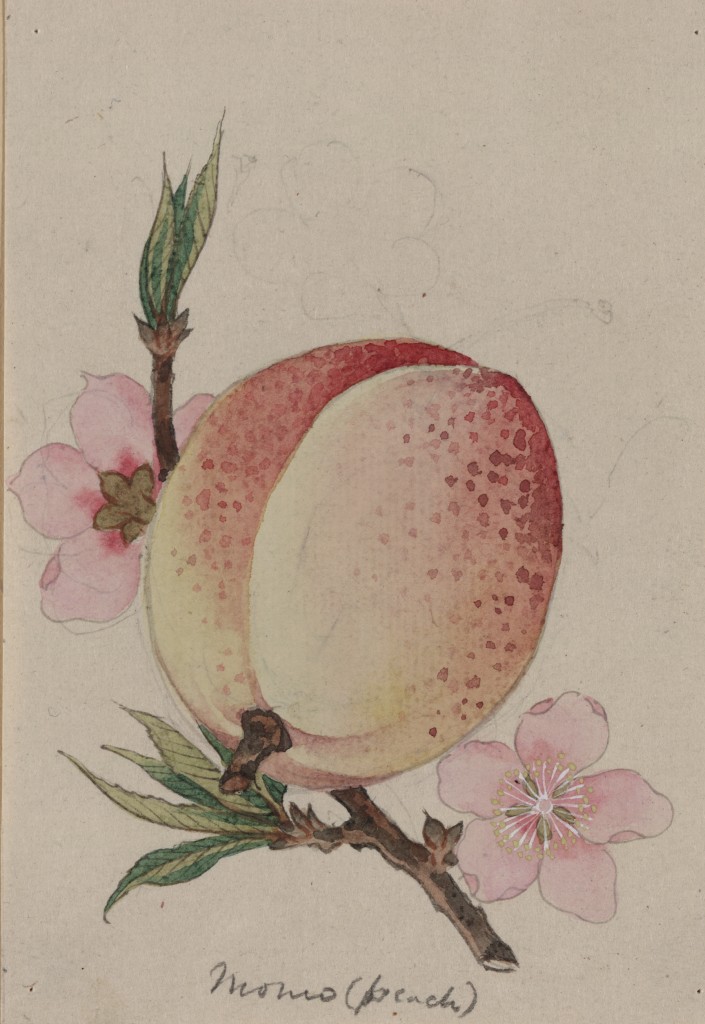 Peach Fruit and Blossom Illustration circa 1878