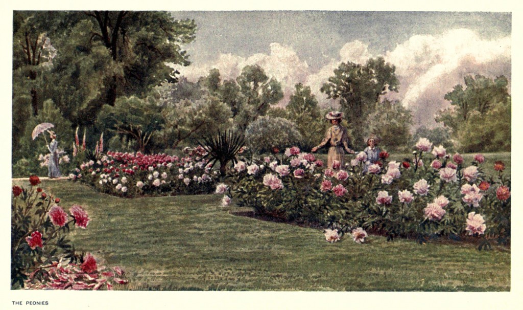 Peonies at the Royal Botanic Gardens, Kew Circa 1908 By T Mower Martin