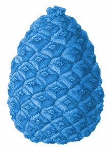 Blue Pine Cone