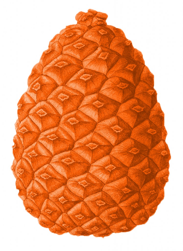 Orange Pine Cone
