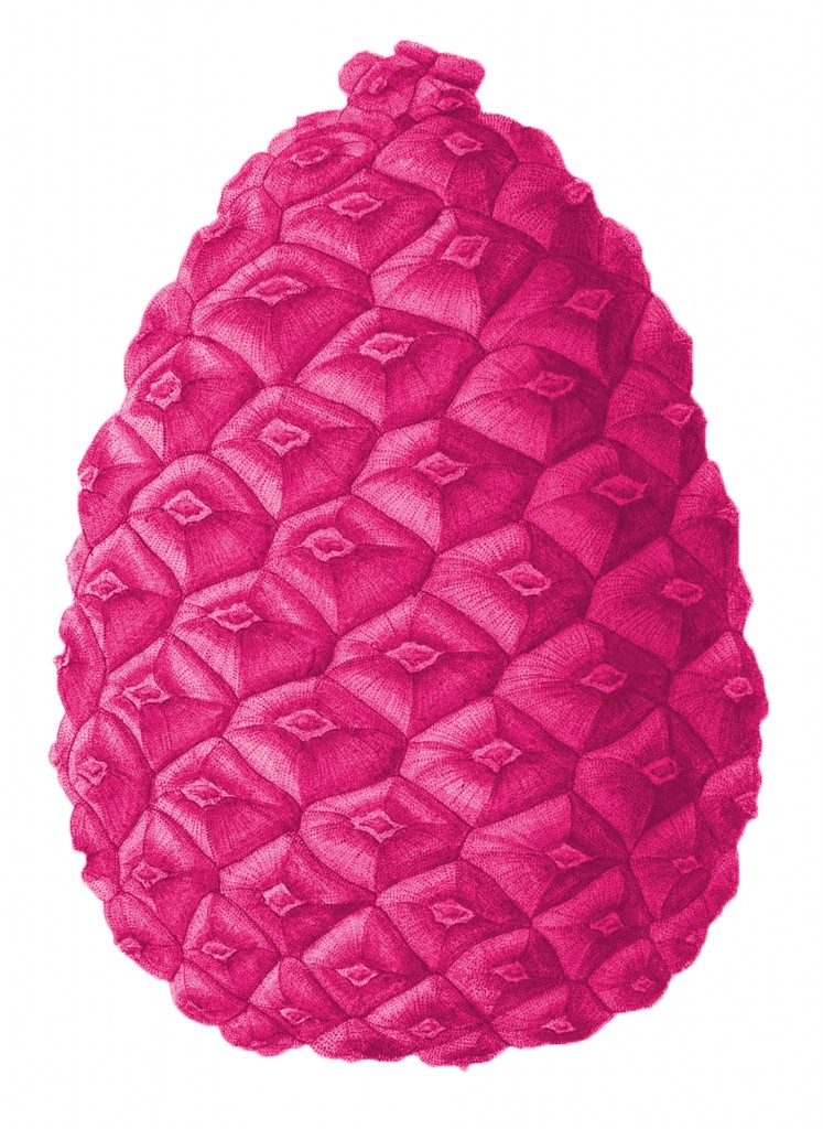 Pink Pine Cone