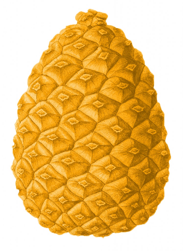 Yellow Pine Cone