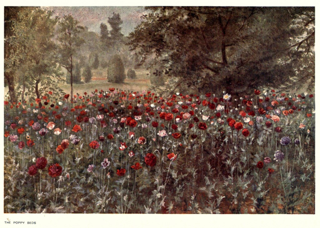 Poppy Beds at the Royal Botanic Gardens, Kew Circa 1908 By T Mower Martin