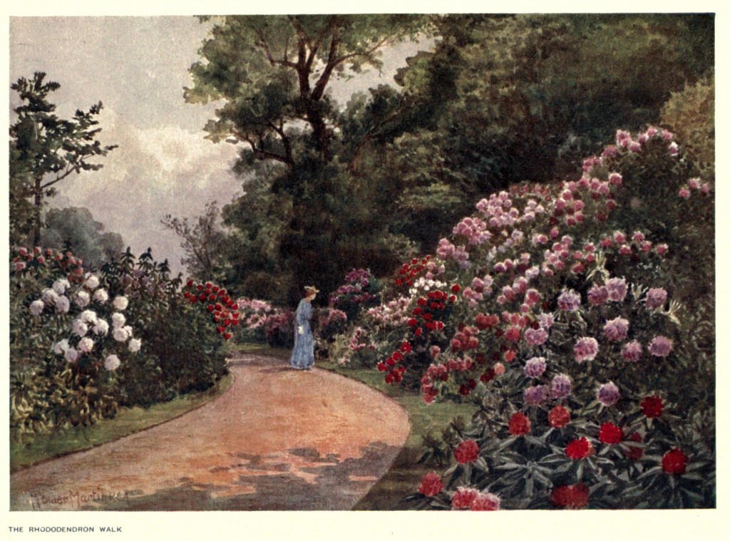 Rhododendron Walk at the Royal Botanic Gardens, Kew Circa 1908 By T Mower Martin