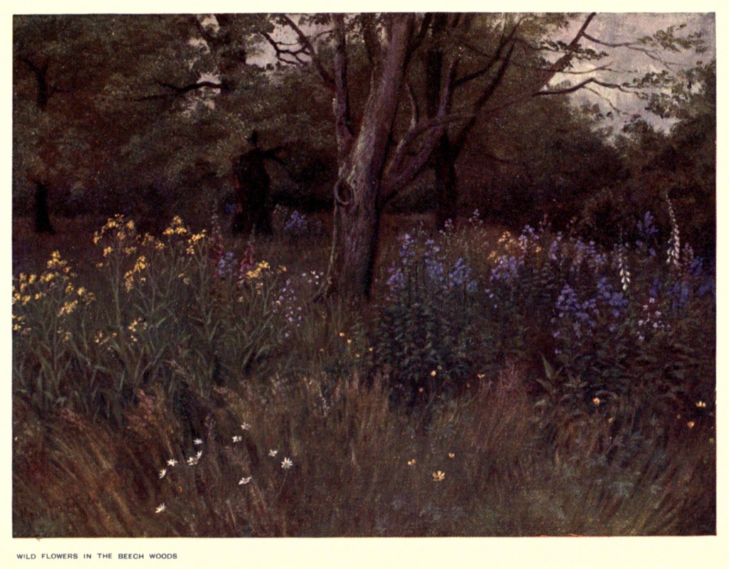 Wild Flowers in the Beech Woods at the Royal Botanic Gardens, Kew Circa 1908 By T Mower Martin