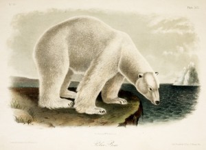 Polar Bear Ursus Maritimus Illustration By John Woodhouse Audubon circa 1851