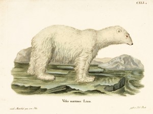 Ursus Maritimus Polar Bear Illustration From Quadrupeds Illustrations From Nature Schreber 1846