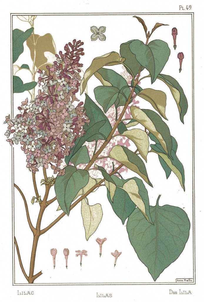 Anna Martin Art Nouveau Illustration: Lilac - Lilas - Lila