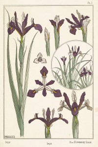 Maurice Pillard Verneuil Art Nouveau Illustration: Iris - Schwert Lilie