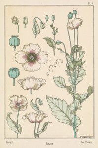 Maurice Pillard Verneuil Art Nouveau Illustration: Poppy - Pavot - Mohn