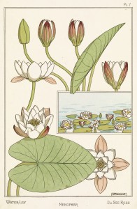 Maurice Pillard Verneuil Art Nouveau Illustration: Water Lily - Nenuphar - Seerose