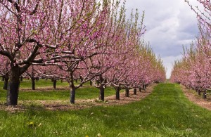 Nectarine Orchard in Bloom Photograph by Liz West Flickr